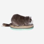 Mint | Cat Scratcher - Image 2
