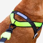 NOX | SofterWalk Harness - Image 3